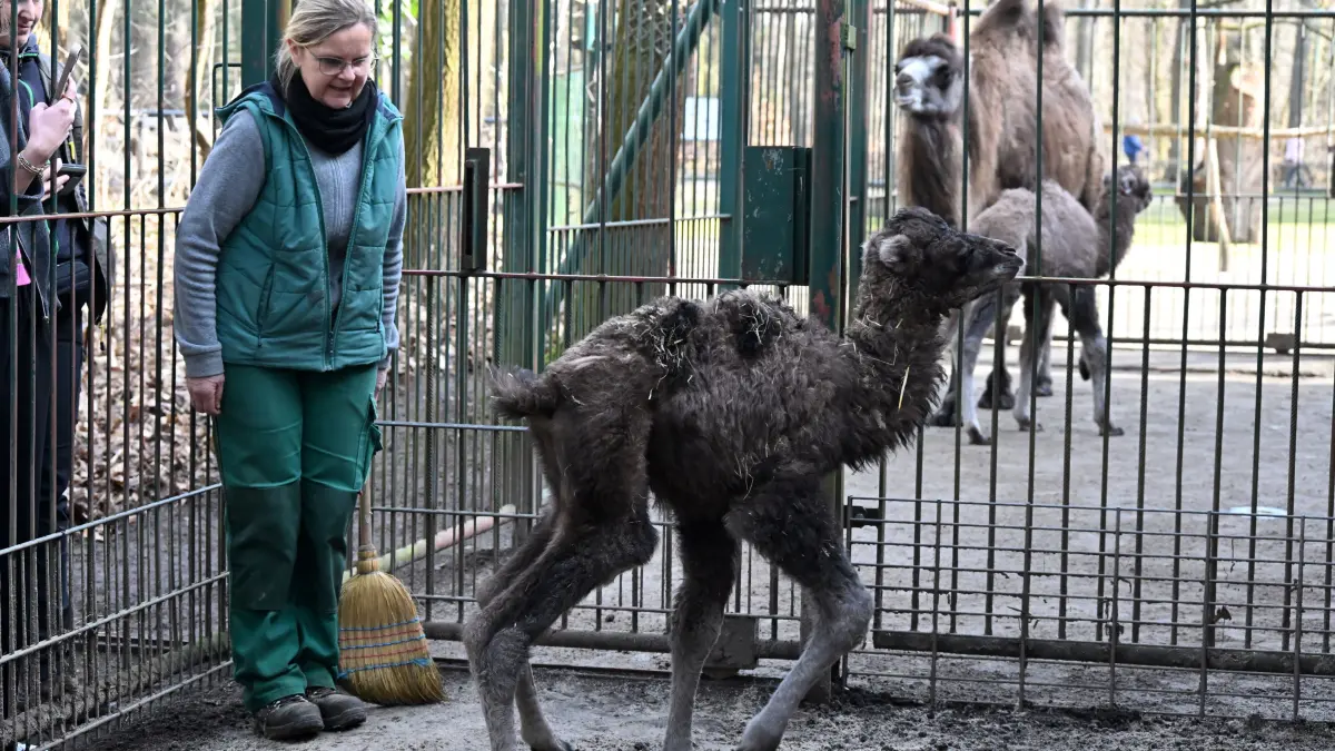 Tierpark Trampeltiernachwuchs: vorn: Rocco und Mutter Khashuri (7), hinten: Mina und Mutter Malia (8), links Zootierpflegerin Yvonne Weigelt
Mina und Rocco verstärken die Trampeltierfamilie
Passend zu den steigenden Temperaturen können sich die Besucher des Cottbuser Tierparks über doppelten Nachwuchs bei den zweihöckrigen Kamelen oder Trampeltieren freuen. Am 20. Februar wurde das Stutenfohlen Mina von „Malia“ und am 22. Februar das Hengstfohlen Rocco von „Khashuri“ geboren, die ihre Namen übrigens von einem Paten der Stutenmutter bzw. von ihren Tierpflegerinnen erhalten haben. Dank der Fürsorge ihrer Mütter und den erfahrenden Tierpflegern sind beide Fohlen inzwischen auf einem guten Weg und wachsen prächtig heran. Wie Tierpflegerin Yvonne Weigelt versicherte, hatte die eisige Kälte, die im Februar noch herrschte, dem jüngsten Tierparknachwuchs nichts ausgemacht, sie kamen über Nacht im kuschlig warmen mit Gummimatten und Stroh ausgelegten Stall zur Welt. Außerdem seien Trampeltiere sehr robust, denn sie sind Haustiere innerasiatischer Steppengebiete und wurden und werden als Tragtiere sowie als Lieferanten von Milch, Wollhaaren und Fleisch genutzt. In den ersten Tagen sei es sehr wichtig, dass sie schnell „auf die Beine“ kommen und viel Muttermilch trinken. Das habe auch diesmal recht gut geklappt.
