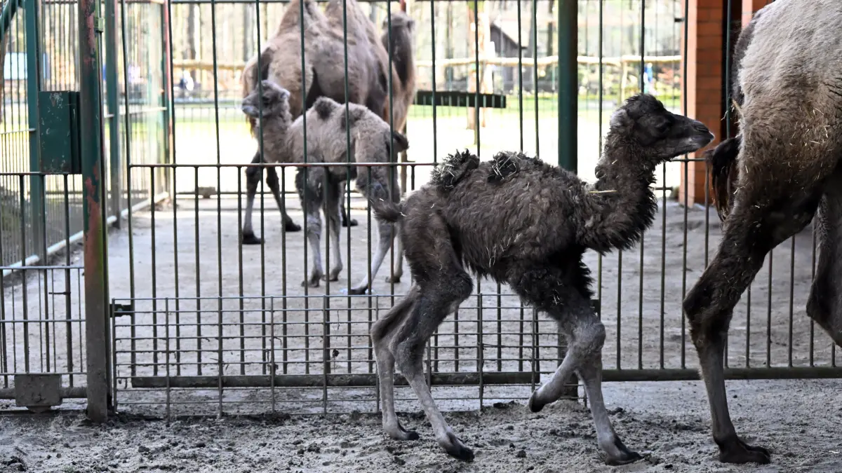 Tierpark Trampeltiernachwuchs: vorn: Rocco und Mutter Khashuri (7), hinten: Mina und Mutter Malia (8)
Mina und Rocco verstärken die Trampeltierfamilie
Passend zu den steigenden Temperaturen können sich die Besucher des Cottbuser Tierparks über doppelten Nachwuchs bei den zweihöckrigen Kamelen oder Trampeltieren freuen. Am 20. Februar wurde das Stutenfohlen Mina von „Malia“ und am 22. Februar das Hengstfohlen Rocco von „Khashuri“ geboren, die ihre Namen übrigens von einem Paten der Stutenmutter bzw. von ihren Tierpflegerinnen erhalten haben. Dank der Fürsorge ihrer Mütter und den erfahrenden Tierpflegern sind beide Fohlen inzwischen auf einem guten Weg und wachsen prächtig heran. Wie Tierpflegerin Yvonne Weigelt versicherte, hatte die eisige Kälte, die im Februar noch herrschte, dem jüngsten Tierparknachwuchs nichts ausgemacht, sie kamen über Nacht im kuschlig warmen mit Gummimatten und Stroh ausgelegten Stall zur Welt. Außerdem seien Trampeltiere sehr robust, denn sie sind Haustiere innerasiatischer Steppengebiete und wurden und werden als Tragtiere sowie als Lieferanten von Milch, Wollhaaren und Fleisch genutzt. In den ersten Tagen sei es sehr wichtig, dass sie schnell „auf die Beine“ kommen und viel Muttermilch trinken. Das habe auch diesmal recht gut geklappt.