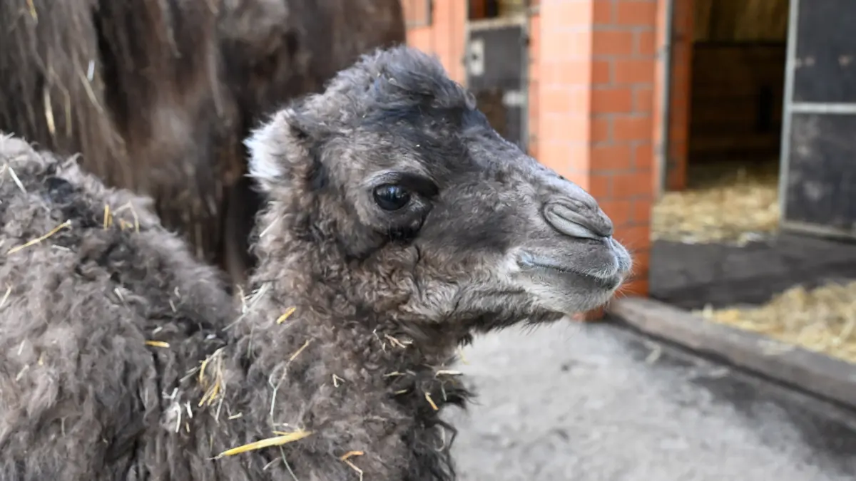 Tierpark Trampeltiernachwuchs: vorn: Rocco und Mutter Khashuri (7), hinten: Mina und Mutter Malia (8)
Mina und Rocco verstärken die Trampeltierfamilie
Passend zu den steigenden Temperaturen können sich die Besucher des Cottbuser Tierparks über doppelten Nachwuchs bei den zweihöckrigen Kamelen oder Trampeltieren freuen. Am 20. Februar wurde das Stutenfohlen Mina von „Malia“ und am 22. Februar das Hengstfohlen Rocco von „Khashuri“ geboren, die ihre Namen übrigens von einem Paten der Stutenmutter bzw. von ihren Tierpflegerinnen erhalten haben. Dank der Fürsorge ihrer Mütter und den erfahrenden Tierpflegern sind beide Fohlen inzwischen auf einem guten Weg und wachsen prächtig heran. Wie Tierpflegerin Yvonne Weigelt versicherte, hatte die eisige Kälte, die im Februar noch herrschte, dem jüngsten Tierparknachwuchs nichts ausgemacht, sie kamen über Nacht im kuschlig warmen mit Gummimatten und Stroh ausgelegten Stall zur Welt. Außerdem seien Trampeltiere sehr robust, denn sie sind Haustiere innerasiatischer Steppengebiete und wurden und werden als Tragtiere sowie als Lieferanten von Milch, Wollhaaren und Fleisch genutzt. In den ersten Tagen sei es sehr wichtig, dass sie schnell „auf die Beine“ kommen und viel Muttermilch trinken. Das habe auch diesmal recht gut geklappt.