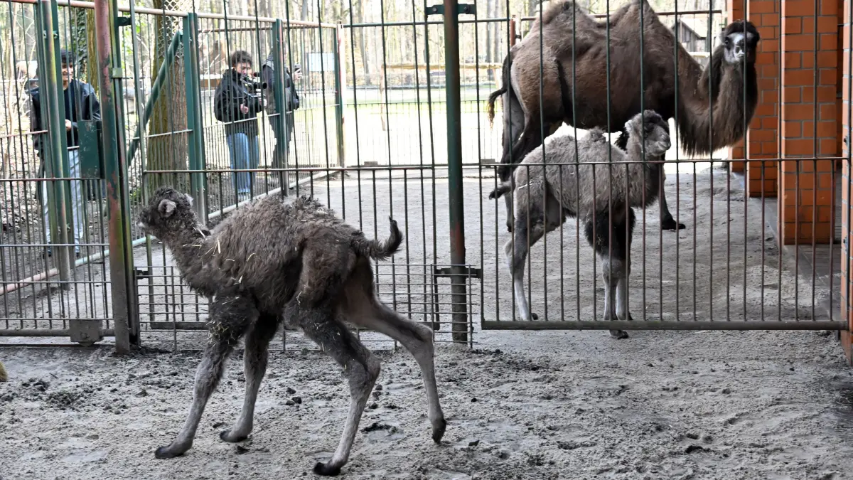 Tierpark Trampeltiernachwuchs: vorn: Rocco und Mutter Khashuri (7), hinten: Mina und Mutter Malia (8)
Mina und Rocco verstärken die Trampeltierfamilie
Passend zu den steigenden Temperaturen können sich die Besucher des Cottbuser Tierparks über doppelten Nachwuchs bei den zweihöckrigen Kamelen oder Trampeltieren freuen. Am 20. Februar wurde das Stutenfohlen Mina von „Malia“ und am 22. Februar das Hengstfohlen Rocco von „Khashuri“ geboren, die ihre Namen übrigens von einem Paten der Stutenmutter bzw. von ihren Tierpflegerinnen erhalten haben. Dank der Fürsorge ihrer Mütter und den erfahrenden Tierpflegern sind beide Fohlen inzwischen auf einem guten Weg und wachsen prächtig heran. Wie Tierpflegerin Yvonne Weigelt versicherte, hatte die eisige Kälte, die im Februar noch herrschte, dem jüngsten Tierparknachwuchs nichts ausgemacht, sie kamen über Nacht im kuschlig warmen mit Gummimatten und Stroh ausgelegten Stall zur Welt. Außerdem seien Trampeltiere sehr robust, denn sie sind Haustiere innerasiatischer Steppengebiete und wurden und werden als Tragtiere sowie als Lieferanten von Milch, Wollhaaren und Fleisch genutzt. In den ersten Tagen sei es sehr wichtig, dass sie schnell „auf die Beine“ kommen und viel Muttermilch trinken. Das habe auch diesmal recht gut geklappt.