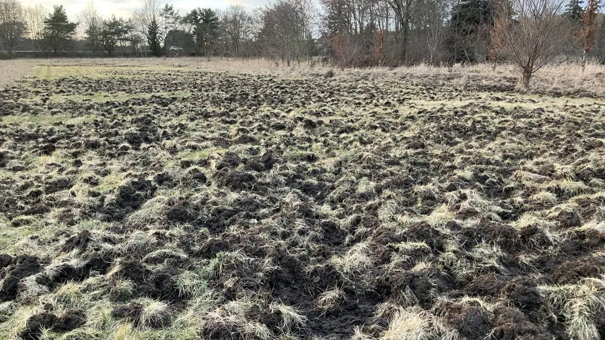 Zwischen der B 101 und der Breite Straße in Elsterwerda-Biehla haben Wildschweine große Teile von Wiesen regelrecht umgepflügt.