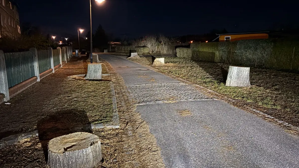 Die 25 letzten alten Krimlinden in der Briesker Ringstraße sind gerodet worden. Das gefällt nicht jedem, unter anderem den Naturschützern.