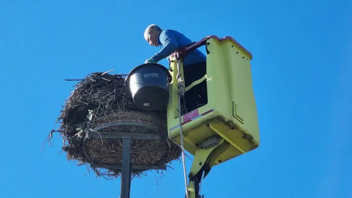 Storchennest droht abzustürzen, so wird Gefahr gebannt