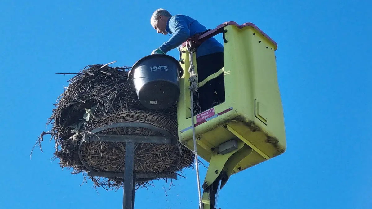 Storchennest droht abzustürzen: Baumkletterer im Einsatz für Störche in ...