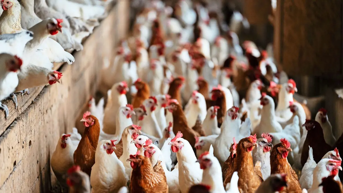 ARCHIV - 09.12.2021, Baden-Württemberg, Münsingen: Hühner aus ökologischer Tierzucht stehen auf einem Biolandhof im Warmbereich des Stalls. (zu dpa: «Vogelgrippe weitet sich aus: Hier gilt nun eine Stallpflicht») Foto: Marijan Murat/dpa +++ dpa-Bildfunk +++