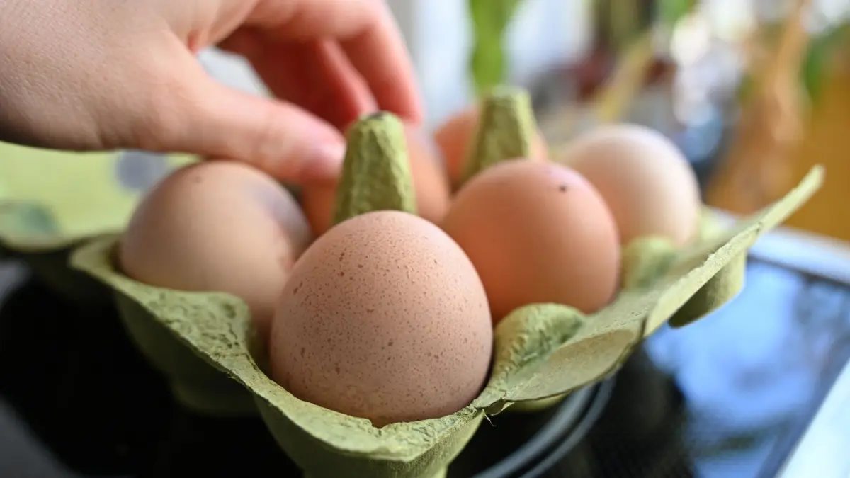 Eier