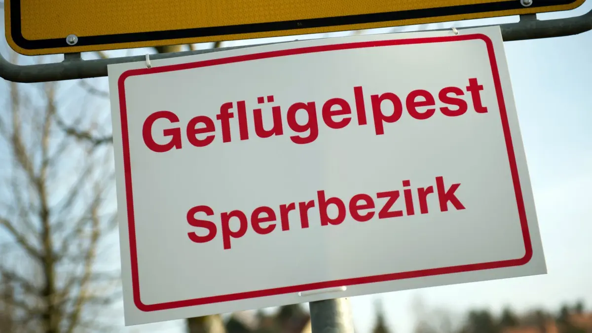 Geflügelpest: ARCHIV - 23.11.2016, Sachsen, Dresden: An einem Ortseingangsschild hängt ein Schild mit der Aufschrift «Geflügelpest Sperrbezirk». (zu dpa: «Geflügelpest in Rheinland-Pfalz bleibt weiter ein Risiko») Foto: Arno Burgi/dpa-Zentralbild/dpa +++ dpa-Bildfunk +++