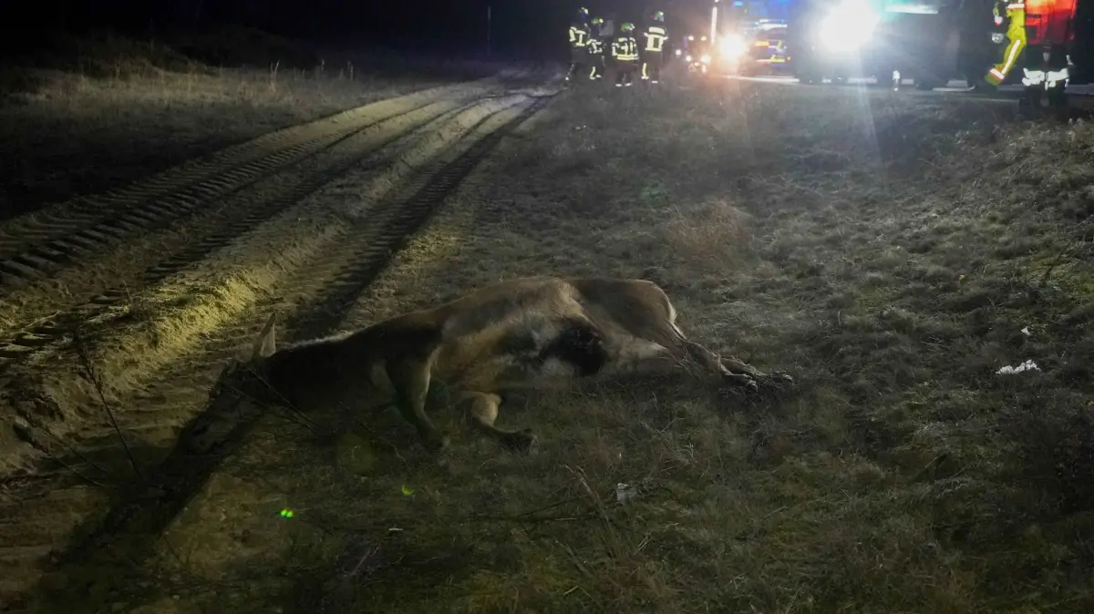 Wildunfall auf der B156 zwischen Boxberg/O.L. und Weißwasser/Oberlausitz. Der Hirsch wurde durch die Kollision tödlich verletzt und verendete wenige Meter hinter dem Fahrzeug in einem Graben.