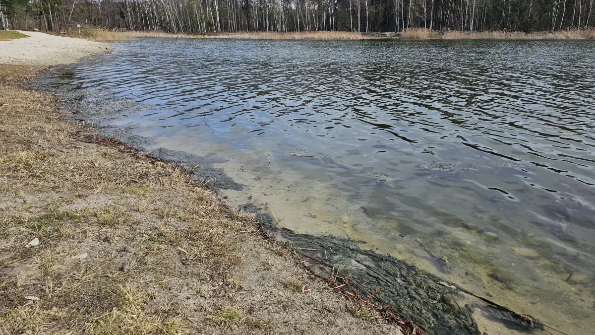 Algen am Branitzer Badesee im Osten von Cottbus. Trüben sie die bevorstehende Saison?