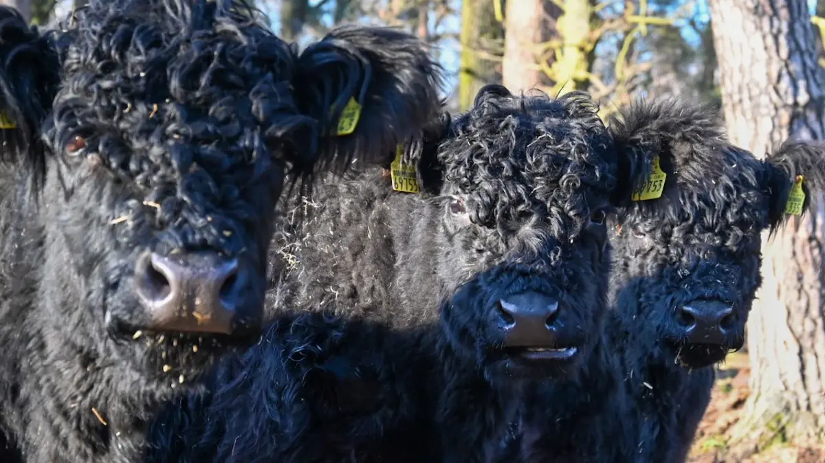 Die Galloways gelten als sanfte Rinder und ihr Fleisch gilt als gut. An der Neißeaue bei Klein Priebus sind sie das ganze Jahr zu sehen. Und nur wenig weiter kommen sie unter anderem als Wurst auf den Tisch.