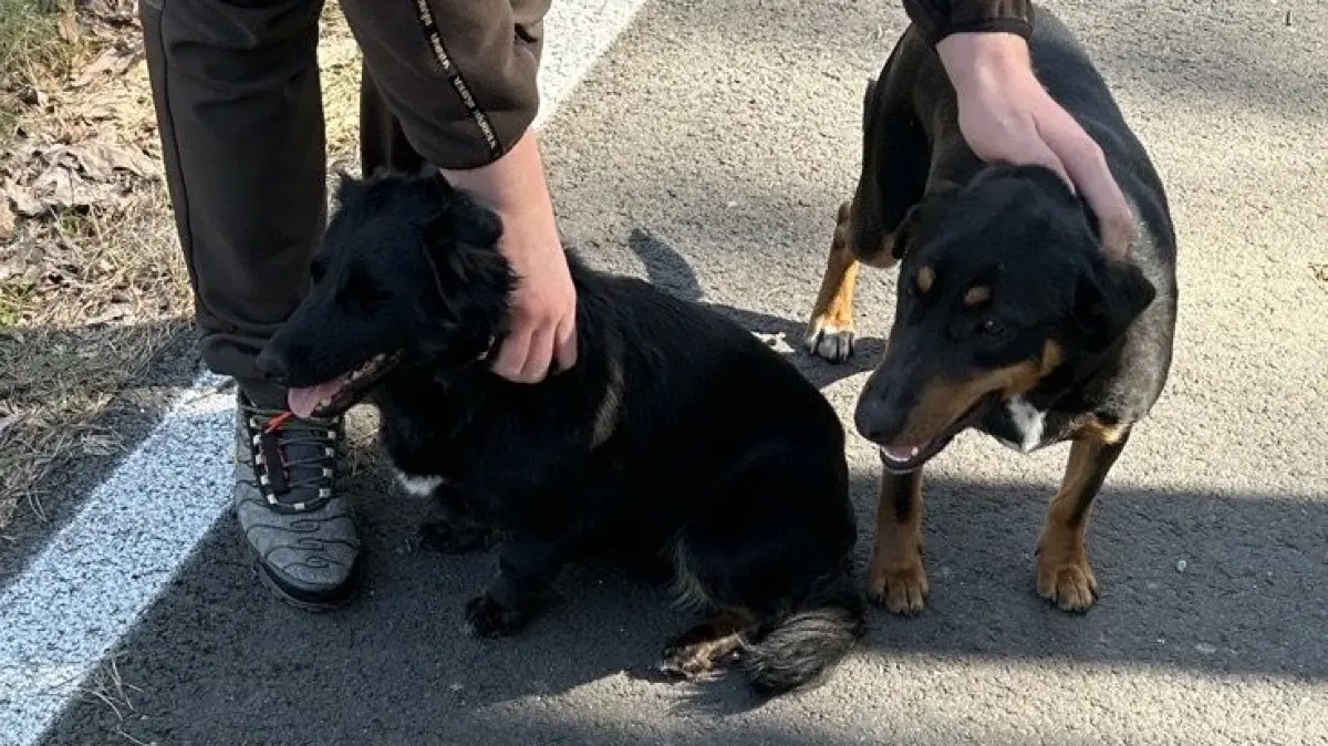 Hund bei Rietschen: Dieses Pärchen ist ohne Herrschen oder Frauchen auf der B115 entdeckt worden.