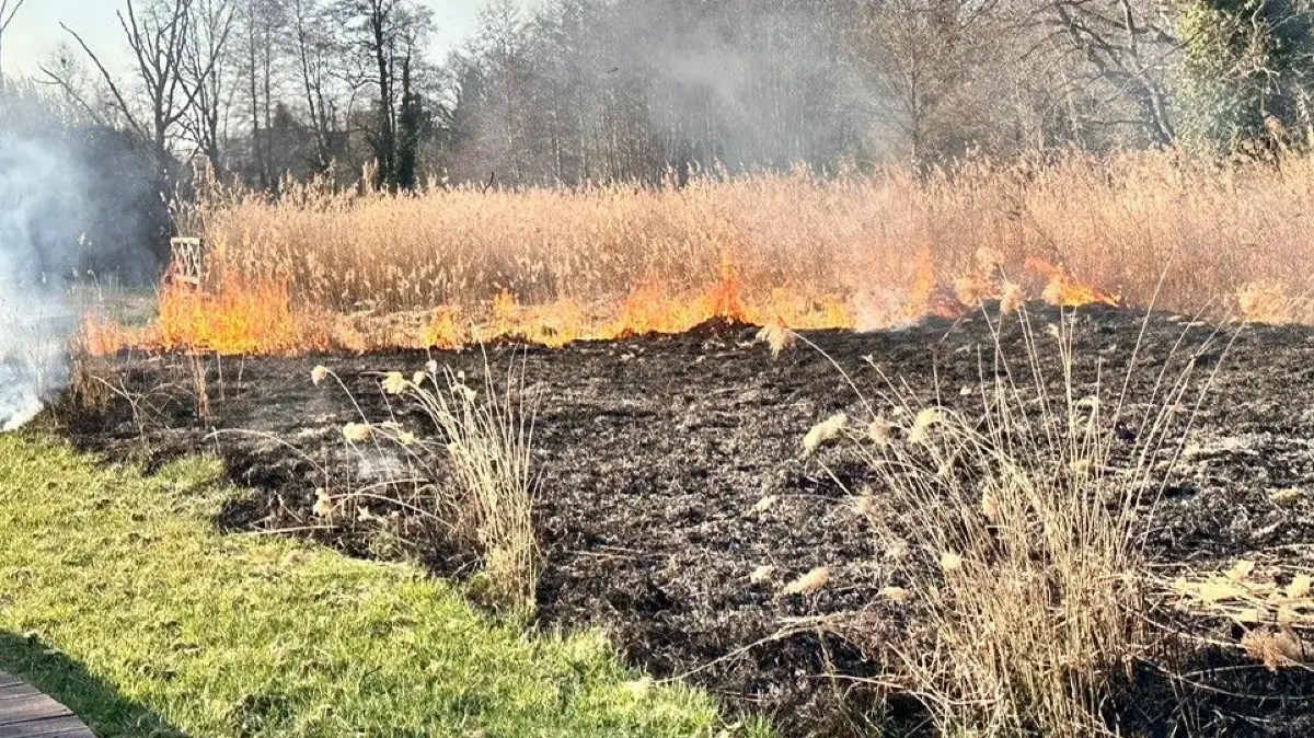 Der Schilfgürtel im Kurpark in Bad Liebenwerda steht in Flammen. Das Feuer breitet sich schnell aus.