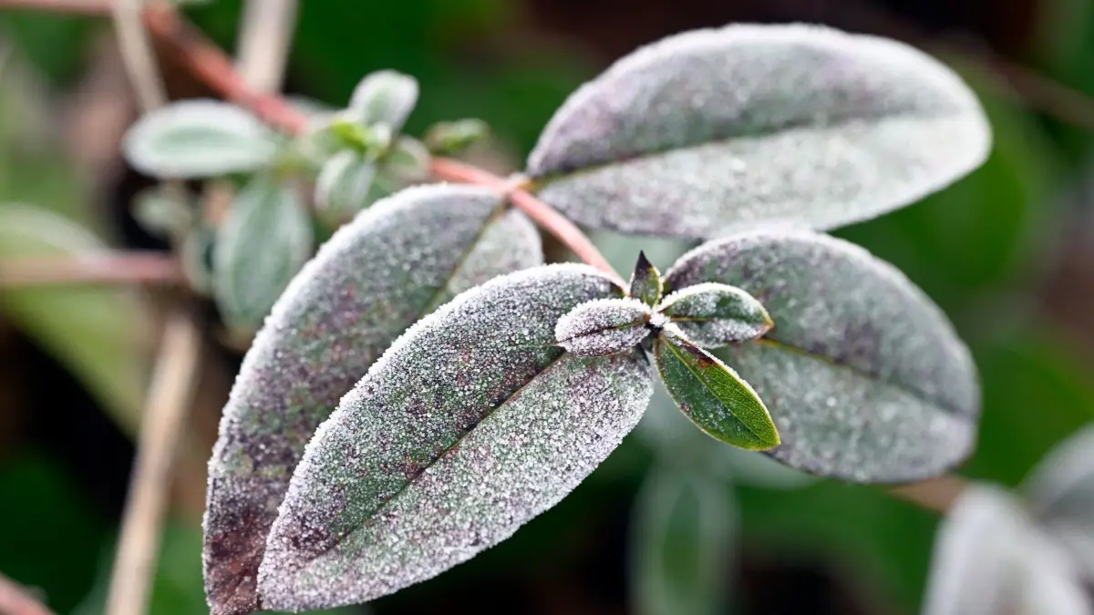 Wetter und Frost