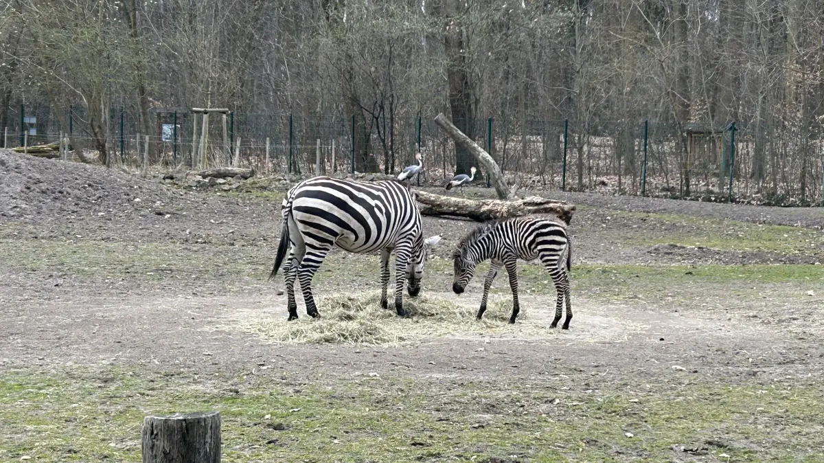 Kiano, Kito oder Kagisi? Wie heißt denn nun das kleine Zebra im Tierpark Finsterwalde? Den Tierpflegern fiel die Namenswahl am Ende gar nicht mal so leicht.
