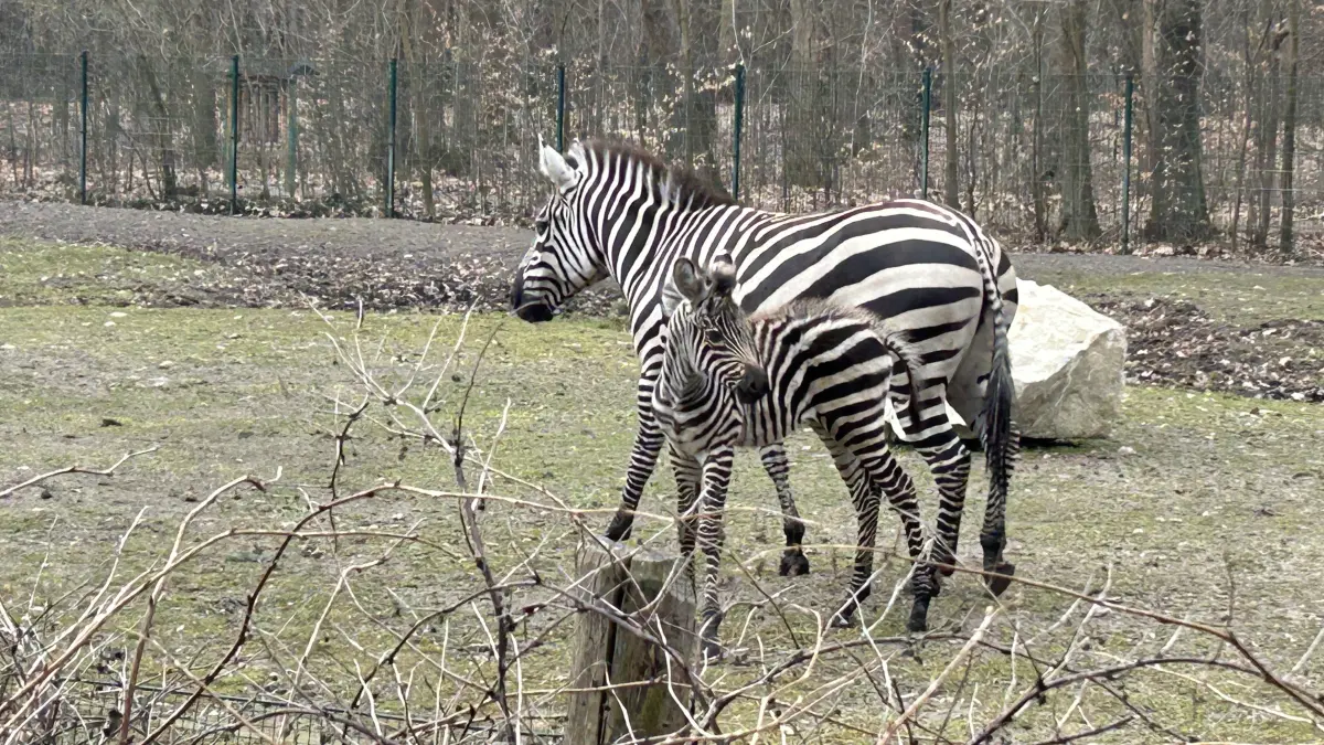 Kiano, Kito oder Kagisi? Wie heißt denn nun das kleine Zebra im Tierpark Finsterwalde? Den Tierpflegern fiel die Namenswahl am Ende gar nicht mal so leicht.