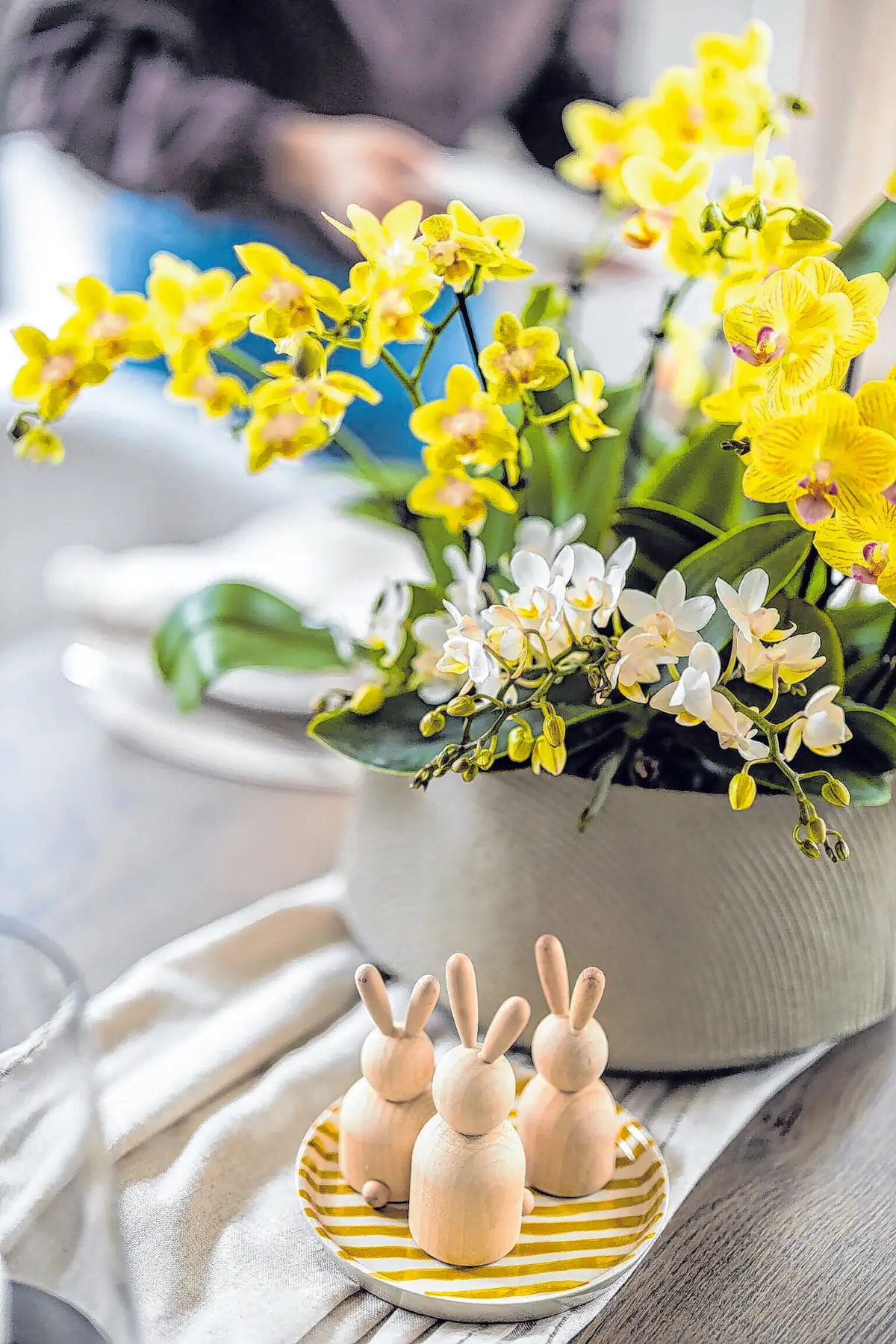 Von Mini bis Maxi - Phalaenopsis findet man in verschiedenen Formaten.⇥Foto: GPP/orchidsinfo