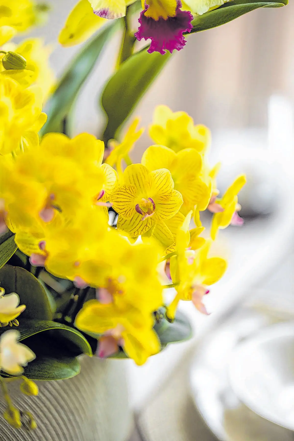 Viele denken bei floralem Osterschmuck in erster Linie an die Farbe gelb.⇥Foto: GPP/orchidsinfo