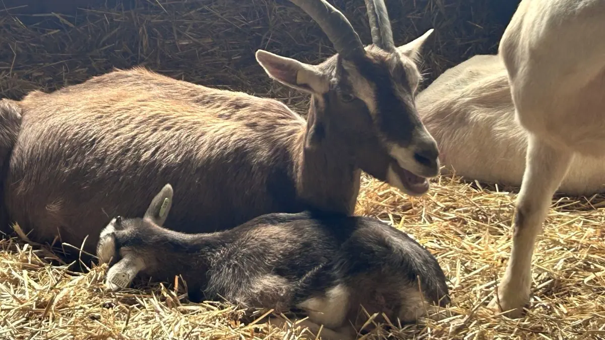 Im Frühling können Kinder und Erwachsene auf dem Karolinenhof in Kremmen Ziegen streicheln oder beim Melken zuschauen.