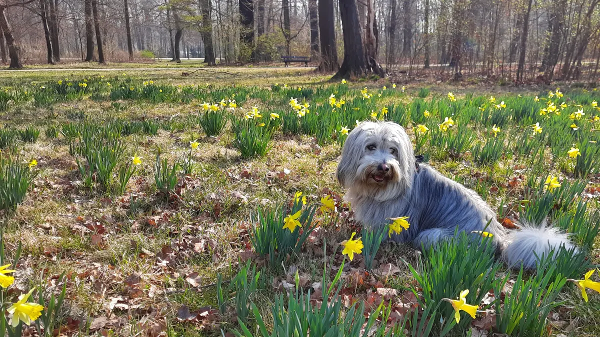 Es gibt wohl nichts Schöneres als einen Ausflug in die erwachende Natur im Frühjahr. Doch dort lauern für Vierbeiner Gefahren. Deshalb sollten Hundehalter Vorsicht walten lassen.