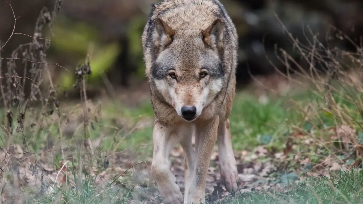 Wolf: ARCHIV - 05.02.2019, Niedersachsen, Springe: Ein Europäischer Wolf (Canis lupus lupus) streift durch ein Gehege (Illustration) (zu dpa: «Kein Problemwolf in Thüringen - Welche neuen Regeln gelten») Foto: Julian Stratenschulte/dpa +++ dpa-Bildfunk +++