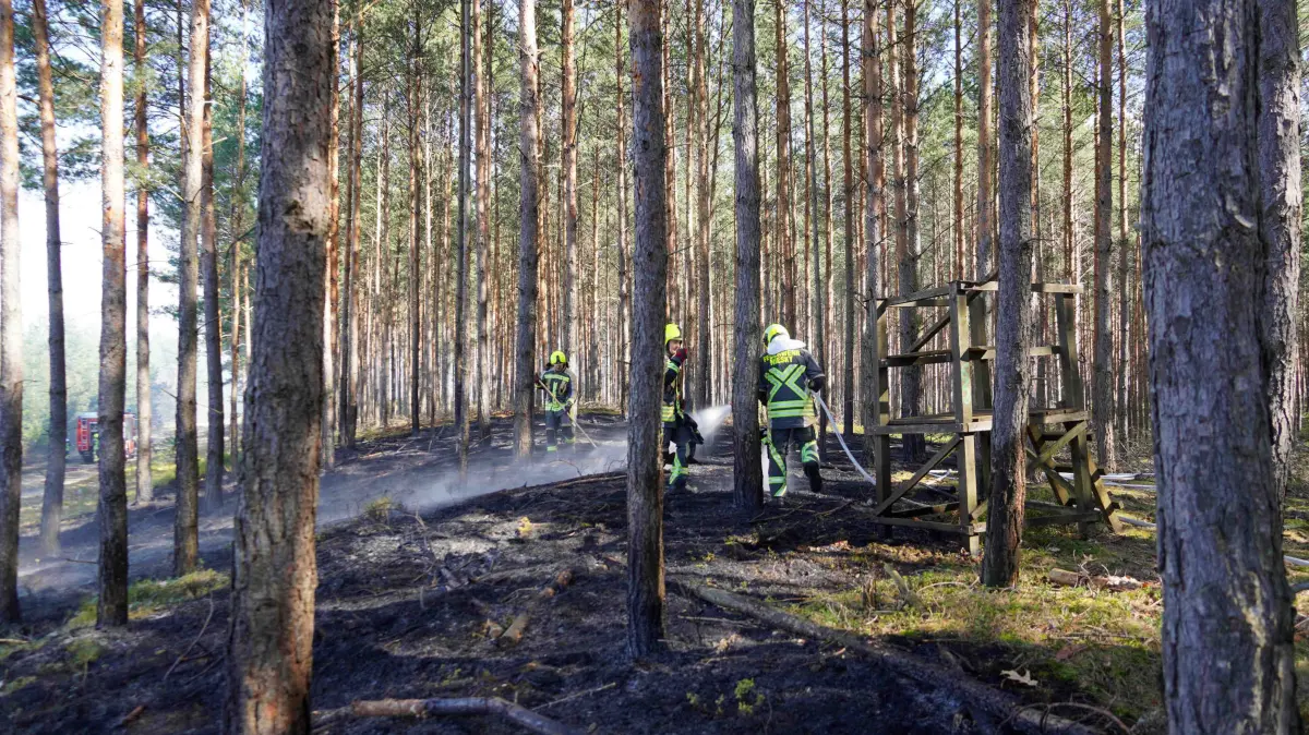 Datum: 06.04.26 / Ort: Sandschenke/Niesky
Im nördlichen Landkreis Görlitz kam es am Ostermontag zu einem Großeinsatz der Feuerwehren. In einem Waldgebiet bei Sandschenke sind aus bislang ungeklärter Ursache offenbar mehrere Brandstellen ausgebrochen.
Mehr als 60 Einsatzkräfte kämpften gegen die Flammen. Wie ein Feuerwehrsprecher mitteilte, war die Lage gegen 17:00 Uhr noch nicht unter Kontrolle. Besonders der auffrischende Wind erschwerte die Löscharbeiten erheblich und trieb das Feuer weiter an.
Eine große Herausforderung stellte zudem die Wasserversorgung dar. Um diese sicherzustellen, wurde ein Pendelverkehr eingerichtet. An der B 156 errichteten die Einsatzkräfte Faltbehälter, um Löschwasser zwischenzuspeichern.
Zur Lageerkundung aus der Luft wurde auch eine Drohne der Feuerwehr Bautzen angefordert.