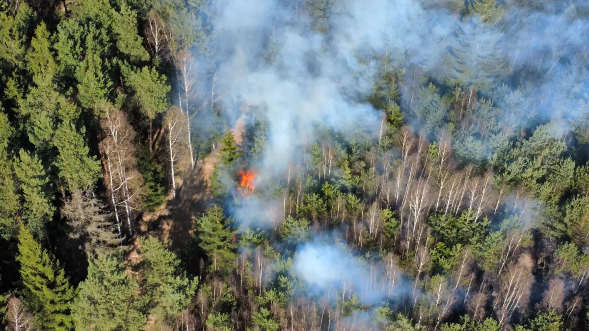 Am 06.04.2026 gegen 16 Uhr kam es in der Gemeinde Hähnichen bei Niesky zu einem Waldbrand. Dabei standen etwa 2 Hektar Waldfläche in Flammen. 85 Einsatzkräfte kümmerten sich um die Löschung des Feuers.