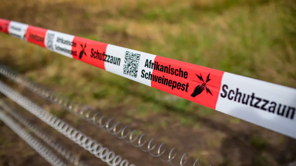 Afrikanische Schweinepest in Görlitz: Diese Orte liegen jetzt in der ...