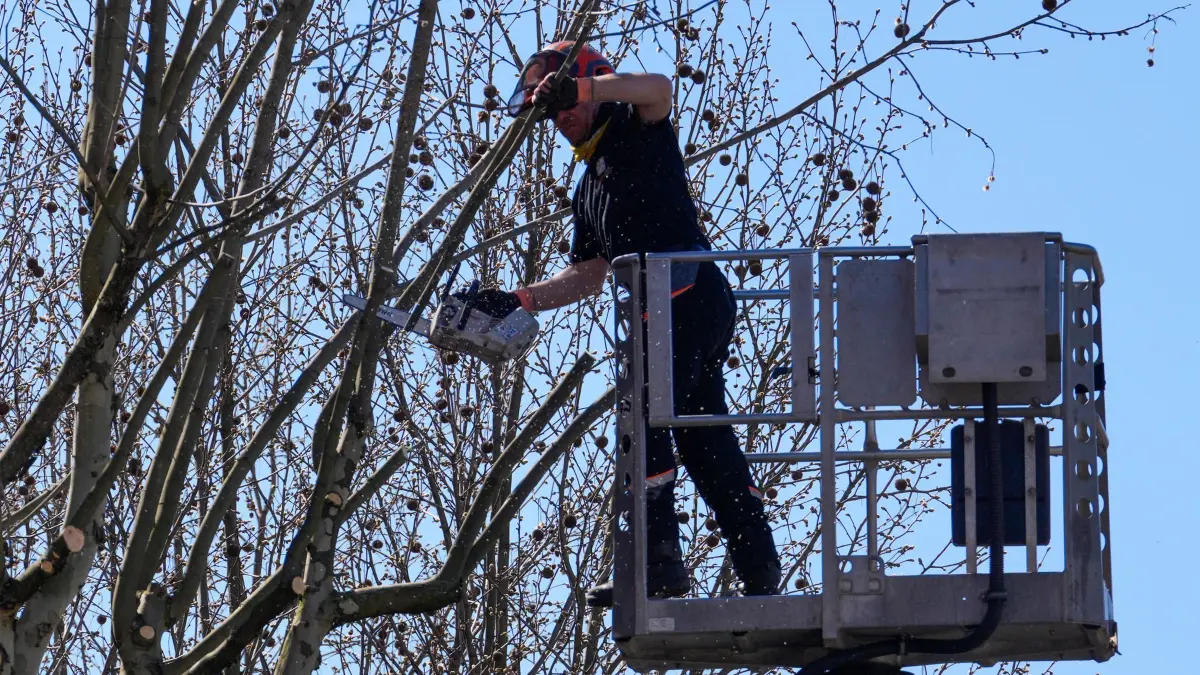 Bäume in Berlin: PRODUKTION - 08.04.2026, Berlin: Ein Arbeiter sägt in der Bernauer Straße mit Hilfe einer Motorsäge von einer Arbeitsbühne aus einzelne Äste eines Baumes ab. Das Bezirksamt Mitte hatte eine Fachfirma mit so genannten verkehrssichernden Baumpflegearbeiten beauftragt. (zu dpa: «Wer in Berlin die Sicherheit von Bäumen im Blick hat») Foto: Soeren Stache/dpa +++ dpa-Bildfunk +++