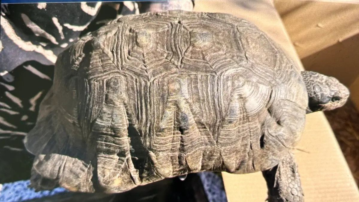 Die Stadt Lübbenau sucht den Besitzer dieser Schildkröte. Wem gehört sie?