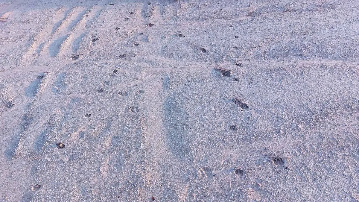 Naturtag: Spuren wild, Walk on the Wildside am Deulowitzer See bei Guben