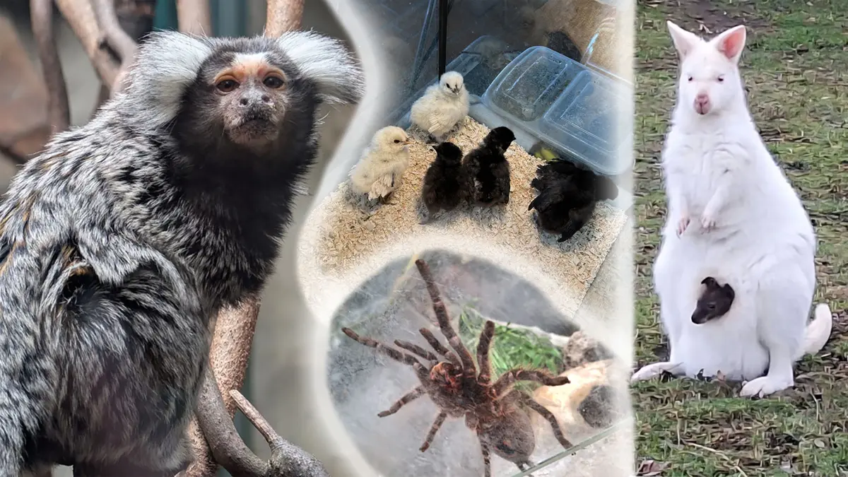 Im Tiergarten in Jocksdorf bei Forst (ehemals Affenzoo) gibt es Zuwachs. Unter anderem gibt es nun Vogelspinnen und frisch geschlüpfte Küken. Bei den Kängurus und den Weißbüscheläffchen hat es auch Nachwuchs gegeben.