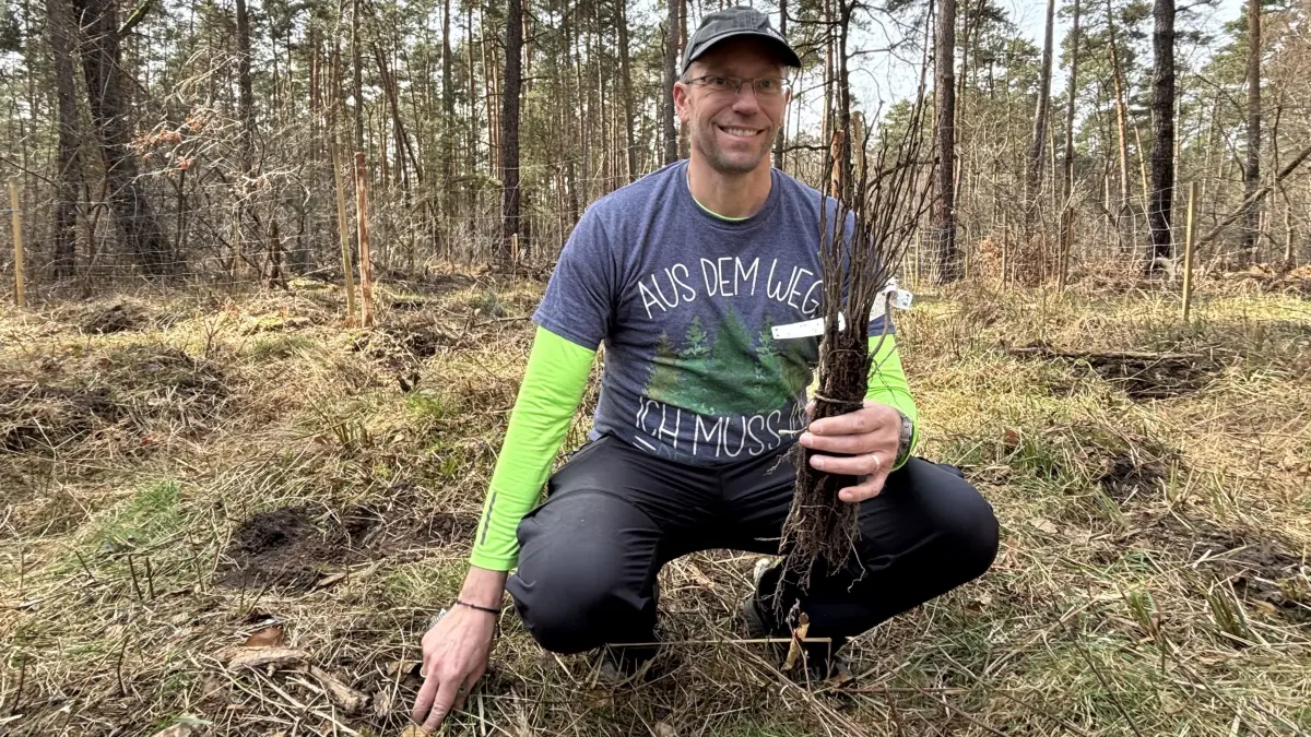 Uwe Kauntz hat ein großes Ziel: Er möchte eine Million Bäume pflanzen. Diese Setzlinge kommen in einem Waldstück bei Ruhland in den Waldboden.