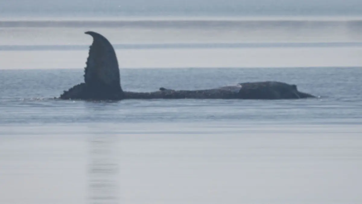 Rettungsaktion für den Buckelwal: 17.04.2026, Mecklenburg-Vorpommern, Kirchdorf (poel): Der Buckelwal vor der Insel Poel schlägt am Morgen mit seiner Schwanzflosse. Für den bei Wismar gestrandeten Buckelwal soll der neue Rettungsversuch heute beginnen. Umgesetzt werden soll das Konzept von einer privaten Initiative. Foto: Jens Büttner/dpa +++ dpa-Bildfunk +++