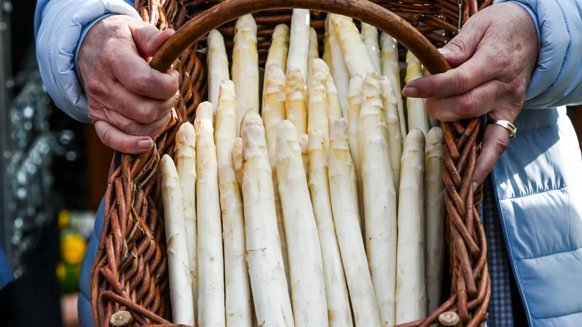 Start der Spargelsaison in Brandenburg