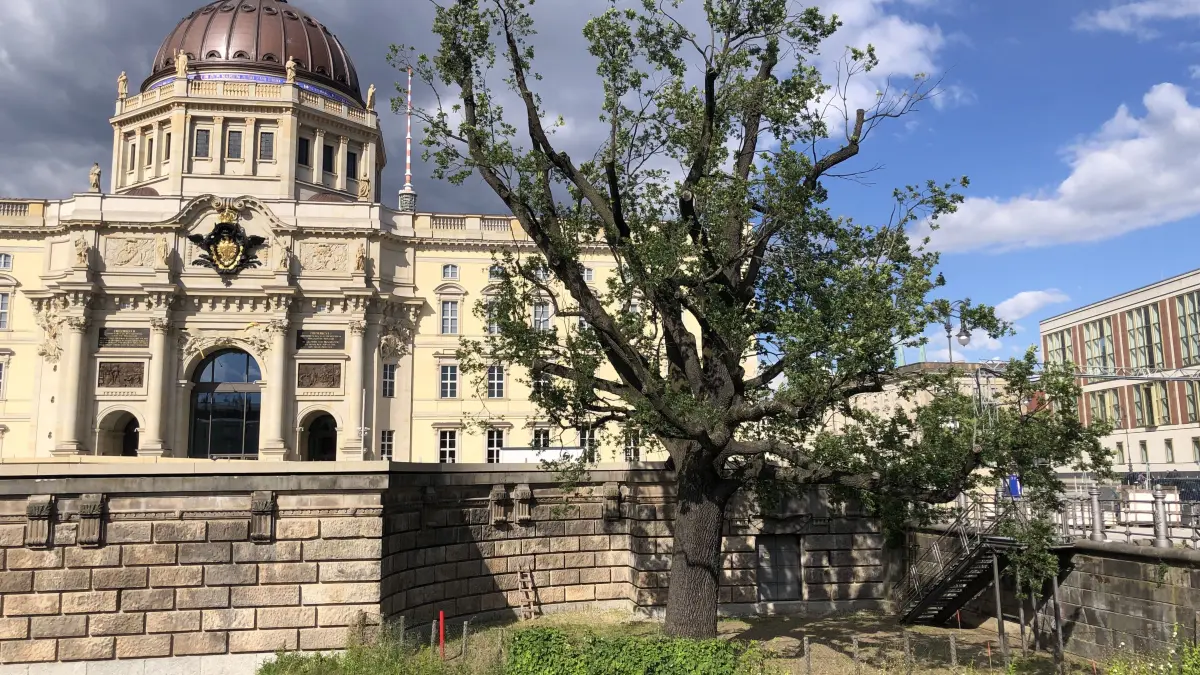 Deutlich älter als die Gebäude ringsum: die Kaisereiche wurde um 1900 gepflanzt. Dahinter das als Humboldt Forum wiederaufgebaute Schloss der Hohenzollern, das seit 2020 in Betrieb ist, und das 1964 eingeweihte Staatsratsgebäude der DDR (r.)