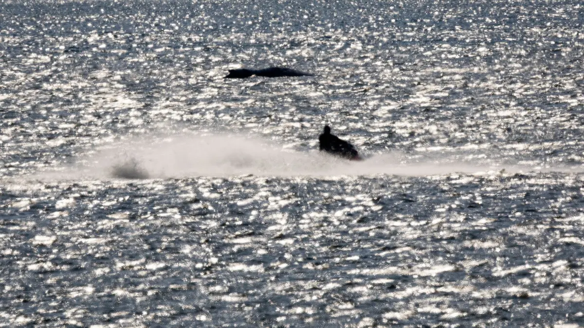 Gestrandeter Buckelwal schwimmt: 20.04.2026, Mecklenburg-Vorpommern, Kirchdorf (Poel): Der Buckelwal vor der Insel Poel bläst Luft ab und wird von Helfern auf Schlauchbooten beobachtet. Der bei Wismar gestrandeten Buckelwal hatte sich am Morgen freigeschwommen und ist mehrere Kilometer geschwommen. Eine privaten Initiative versucht seit Tagen den Wal zu retten. Foto: Jens Büttner/dpa +++ dpa-Bildfunk +++