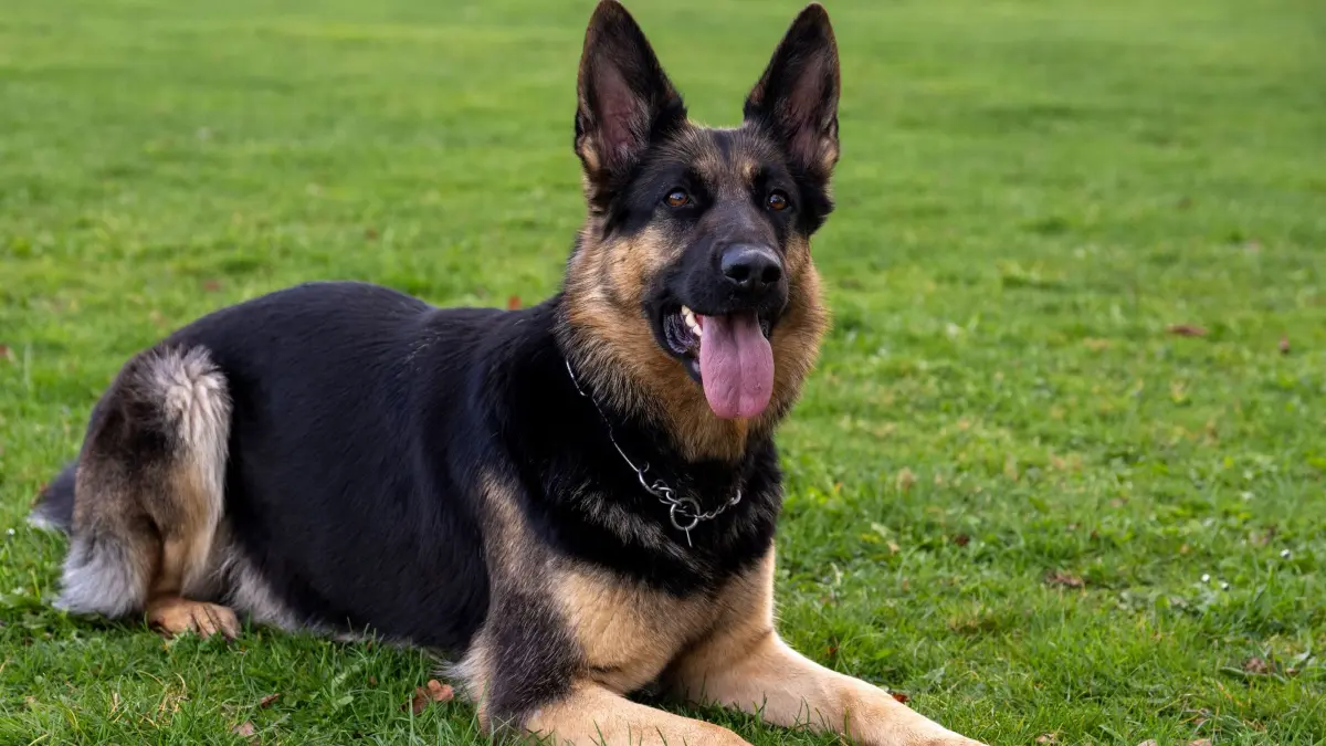 Deutscher Schäferhund: ARCHIV - 04.04.2024, Bayern, Lauingen: Ein Deutscher Schäferhund liegt auf dem Übungsplatz des Schäferhundvereins. (zu dpa: «Hund greift Herrchen an – Polizei muss Tier erschießen») Foto: Stefan Puchner/dpa +++ dpa-Bildfunk +++