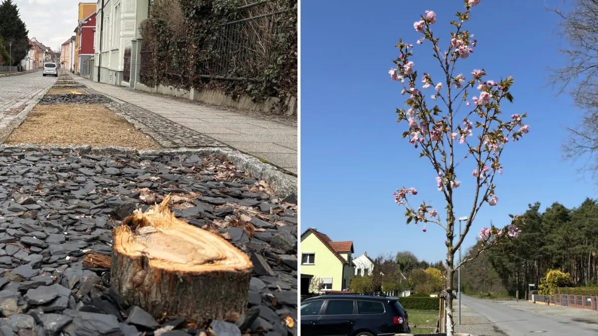Nach den gefällten Linden sollten Nelkenkirschen die Bahnhofstraße in Ortrand säumen. Durch bürokratische Hürden blühen die indes an anderer Stelle in der Stadt.