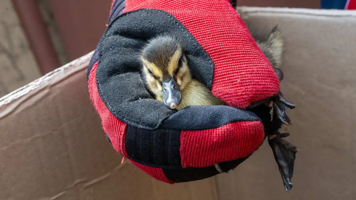 In Zittau sind 15 Enten-Küken von der Feuerwehr gerettet worden.