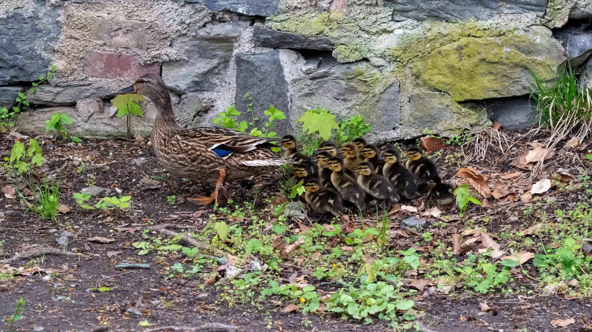 Mama und Kinder sind endlich wieder vereint.