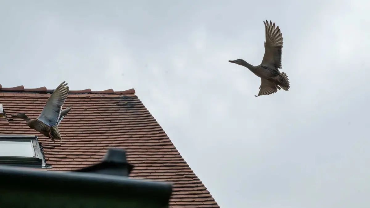 Zwei erwachsene Enten fliegen in der Luft.