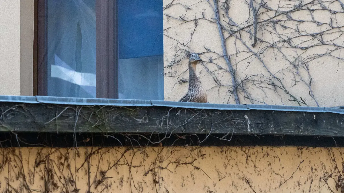 Neugierig, aber vorsichtig guckt die Enten-Mama von einem Dach aus zu.
