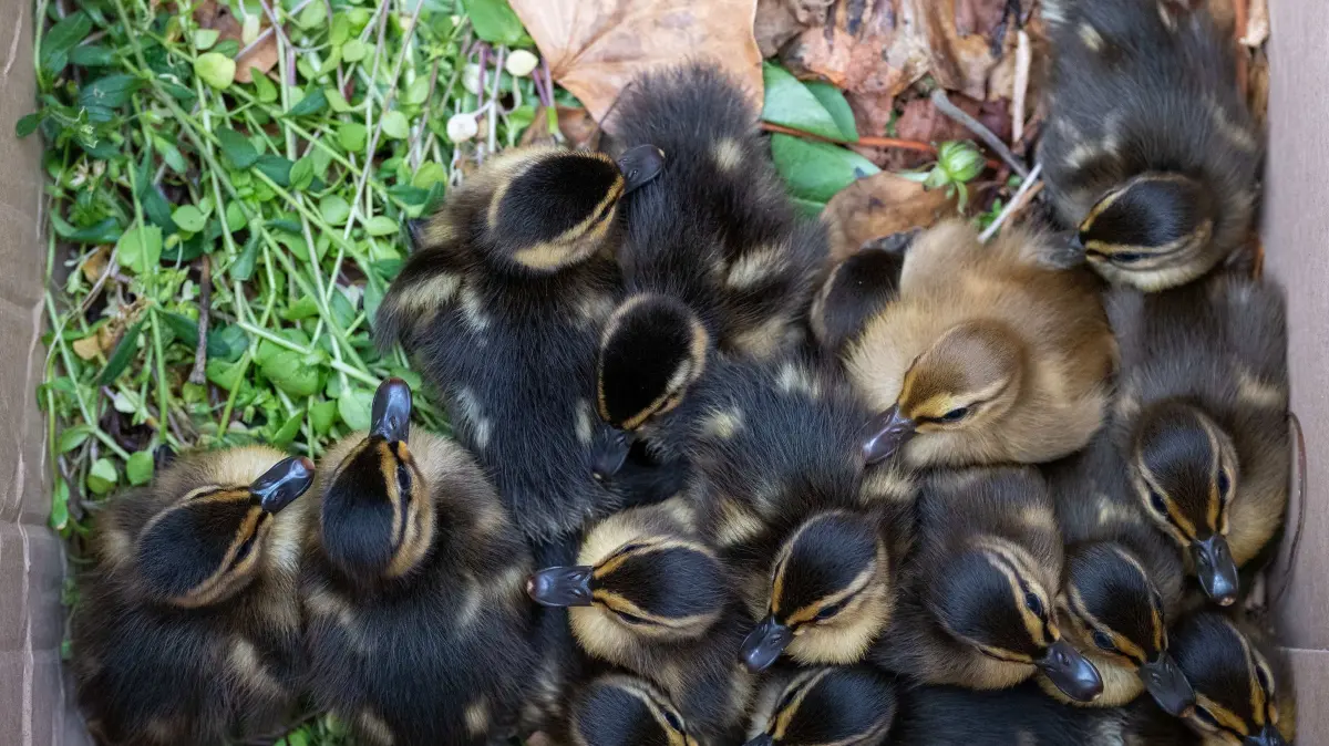 Die kleinen Küken sitzen aneinandergekuschelt in einem Karton.