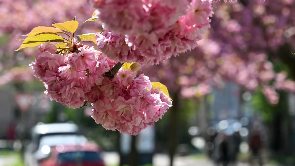 Frühlingsgefühle in Sachsen-Anhalt: 21.04.2026, Sachsen-Anhalt, Halle (Saale): Bäume der Japanischen Blütenkirsche zaubern einen rosa Farbtupfer in die Straßen des Zentrums in Halle/Saale. Nach einem fast winterlichen Wochenstart mit viel Regen und kalten fünf Grad kehrt der Frühling mit viel Sonne und milderen Temperaturen zurück in den Süden Sachsen-Anhalts. Foto: Hendrik Schmidt/dpa - Honorarfrei nur für Bezieher des Dienstes ZB-Funkregio Ost +++ ZB-FUNKREGIO OST +++