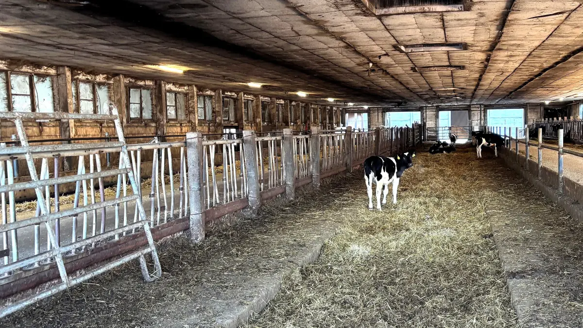 Aus diesem Stall in Langennaundorf bei Uebigau sind die Tiere verschwunden, bis auf jene Exemplare, welche die Diebe aussortiert haben.