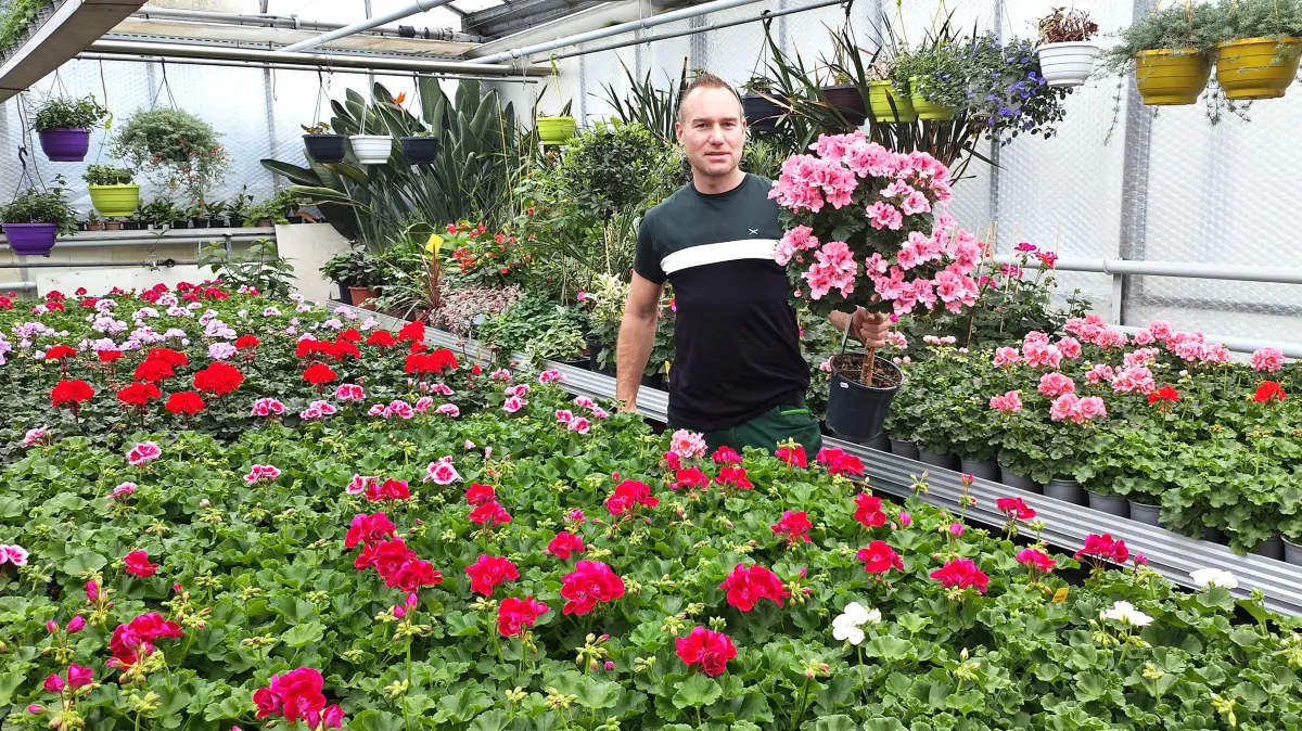Georg Wille steht im Gewächshaus der Gärtnerei vor zahllosen Blühpflanzen, die bald in Beete und Balkonkästen gepflanzt werden sollen.