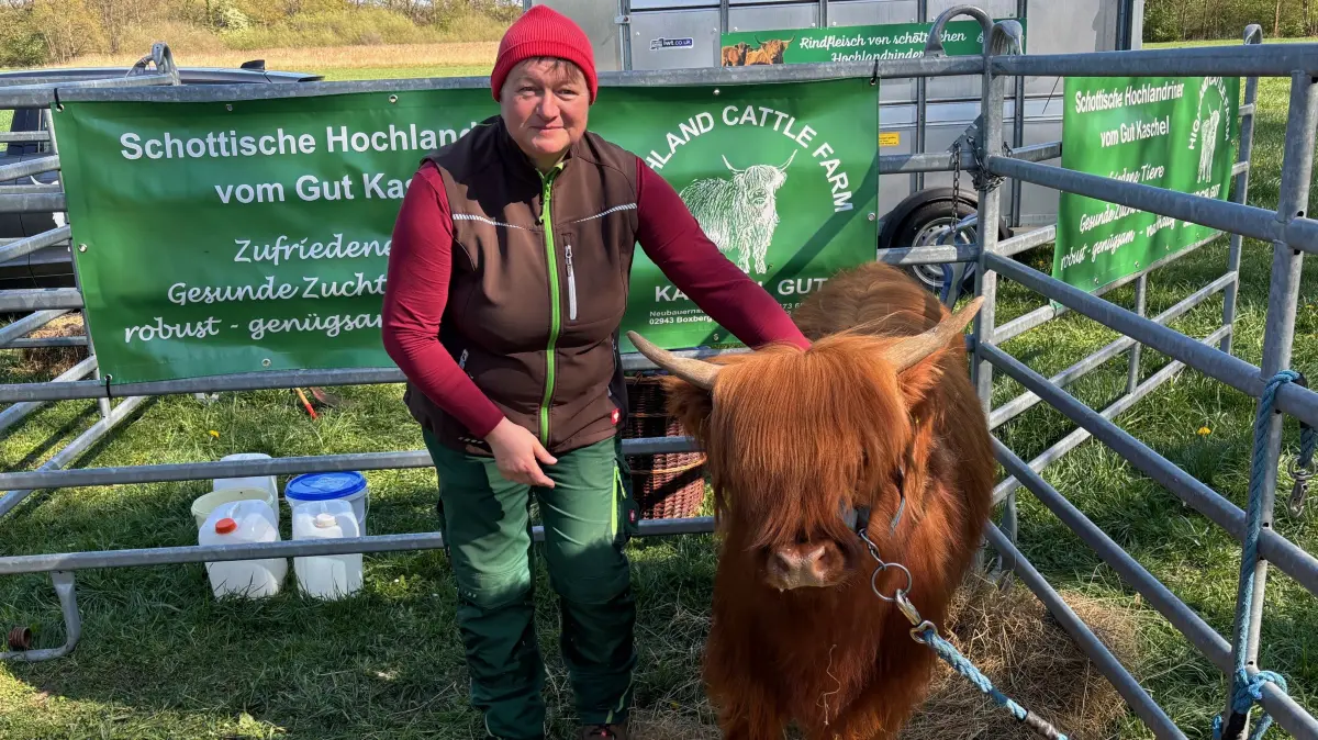 Zum ersten Mal hat Ulrike Ulbricht ihre Schottischen Hochlandrinder auf dem Naturmarkt des Biosphärenreservats Oberlausitzer Heide- und Teichlandschaft präsentiert. Die Resonanz der Besucher war überwältigend.