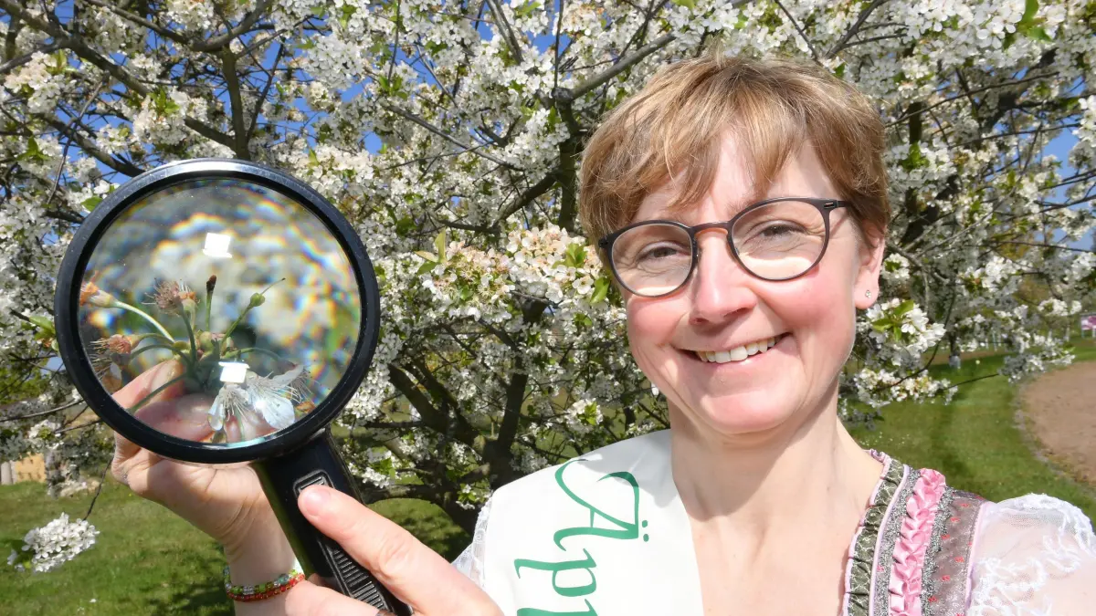 Gartenbauingenieurin Jana Reichel beobachtet die Obstbaumblüte im Pomogarten in Döllingen in diesen Tagen sehr genau, um mögliche Frostschäden festzustellen.