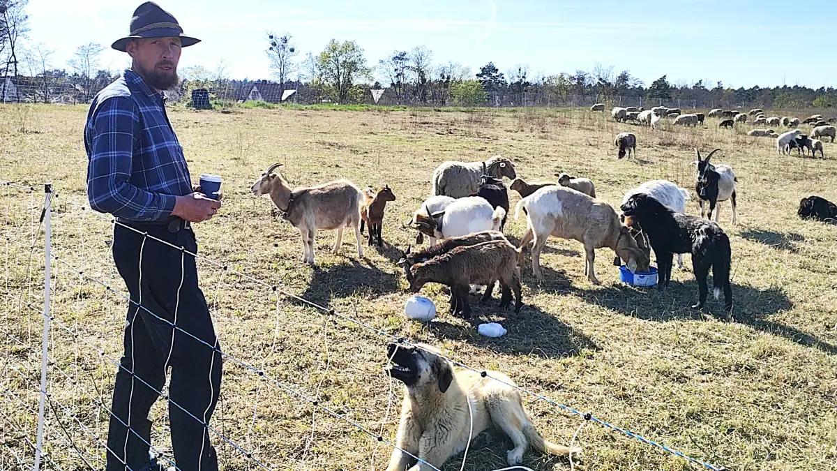 Michael Röhl aus Bernsdorf ist am liebsten bei seinen Tieren. Auch deshalb hat er sich für die Arbeit als Wanderschäfer entschieden.