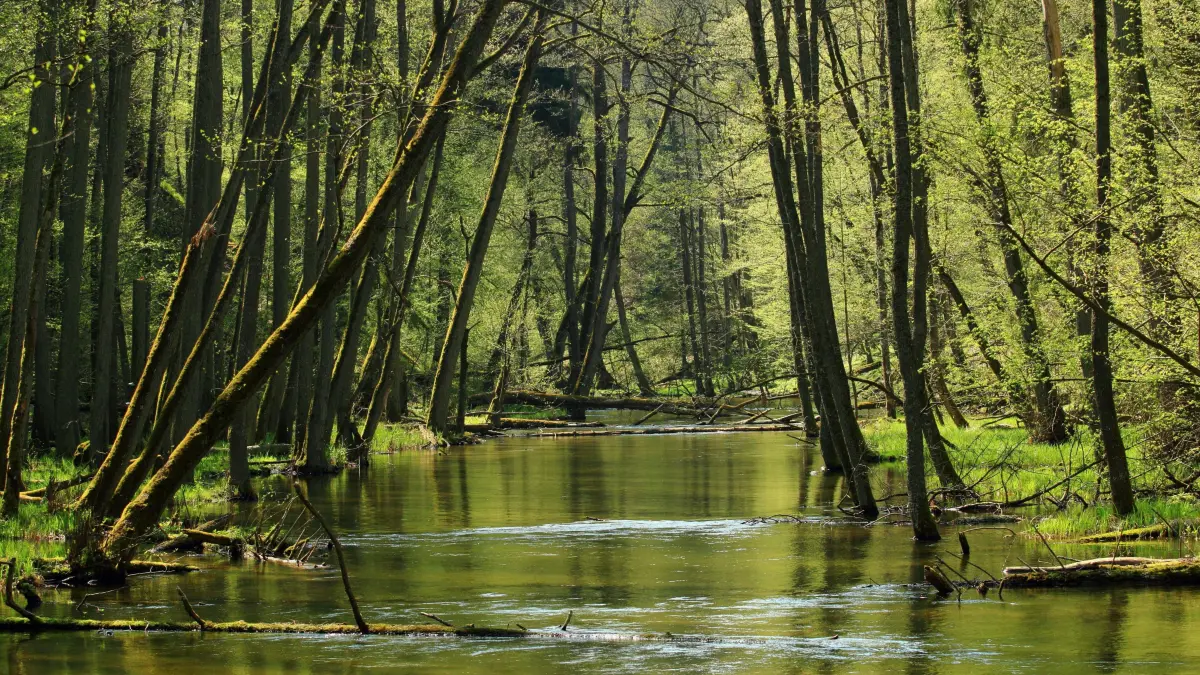 epa04180901 The Lyna River at a nature reserve Warmian Forest, near Rus, Poland, 26 April 2014. The Lyna is a river in northern Poland's Warmian-Masurian Voivodeship as well as in Russia's Kaliningrad Oblast. The Lyna has a total length of 264 km (190 km in Poland and 74 km in Russia). It is connected to Lake Mamry by the 18th-century Masurian Canal. EPA/TOMASZ WASZCZUK POLAND OUT ++ +++ dpa-Bildfunk +++